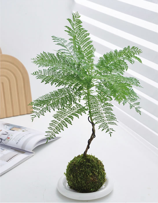 藍(lán)花楹苔蘚玉