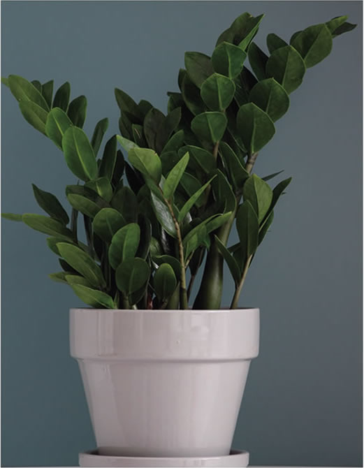 金錢(qián)樹(shù)