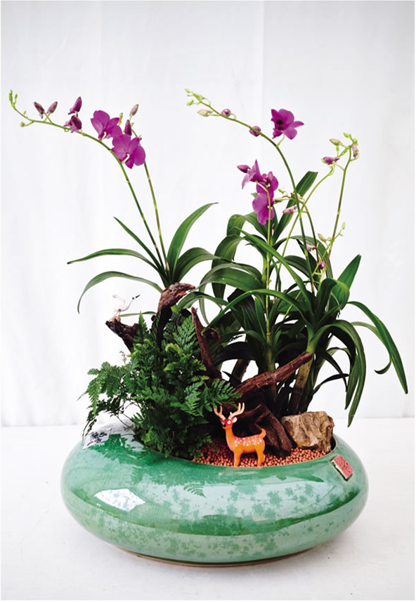 石斛蘭盆景