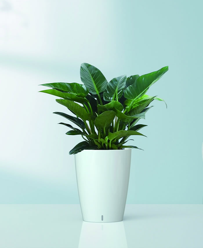 室內(nèi)租賃組合花箱