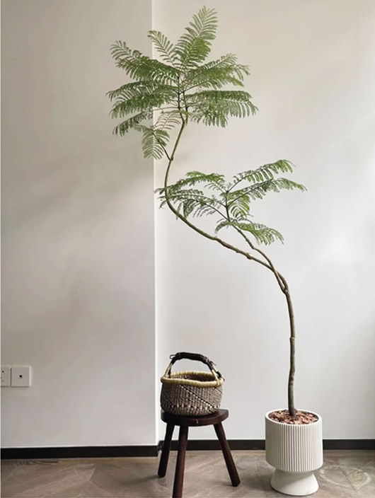 藍(lán)花楹大盆栽