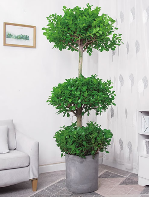 揺錢(qián)樹(shù)